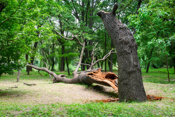 Best Arborist Consultation Services  in Coats Bend, AL